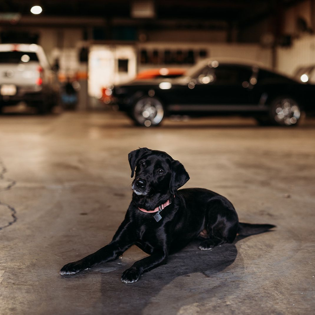 A black dog with a pink collar lies on a concrete floor in a garage with cars parked in the background.