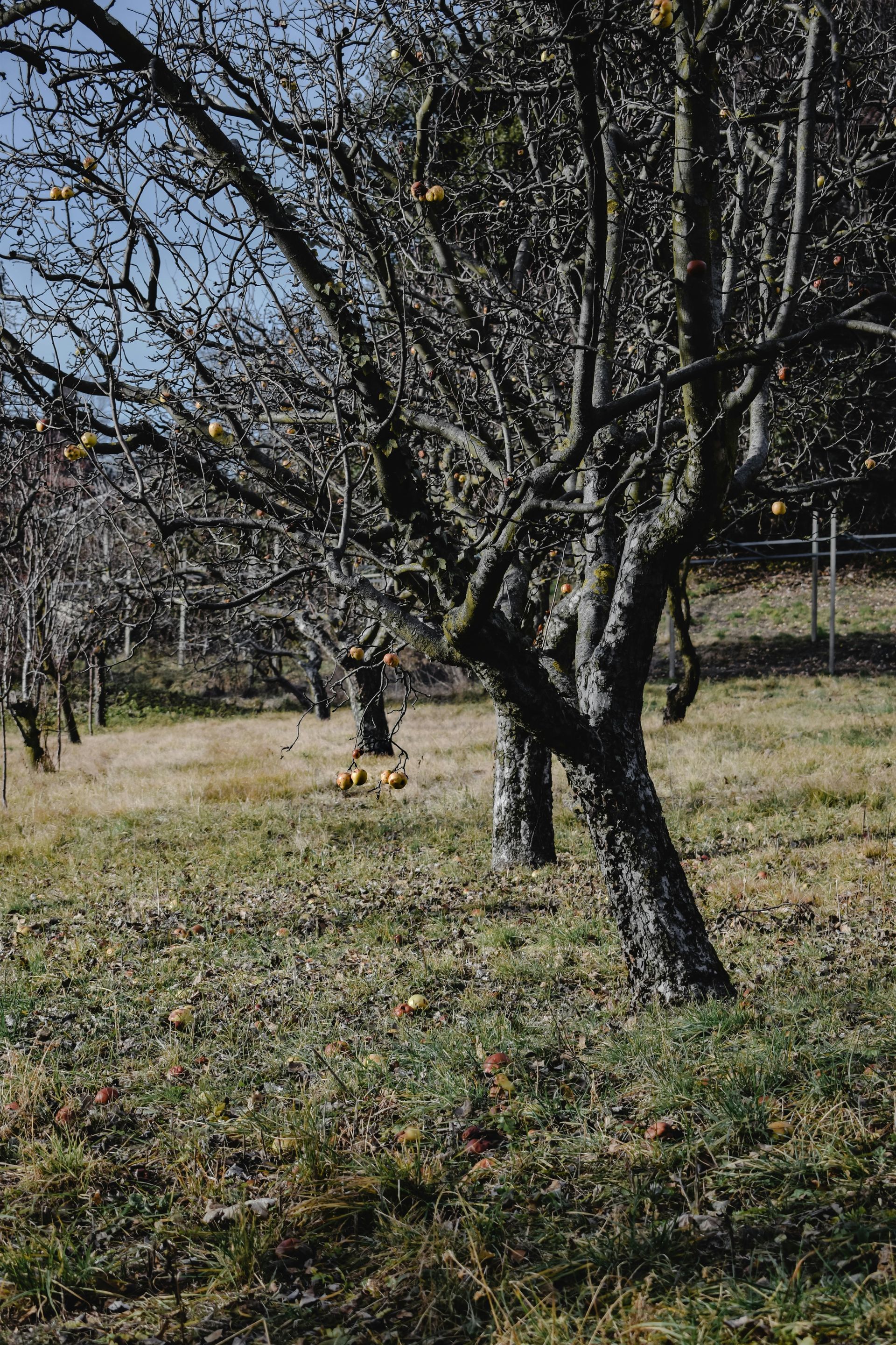 A row of leafless fruit trees stands in a grassy orchard under a clear blue sky.