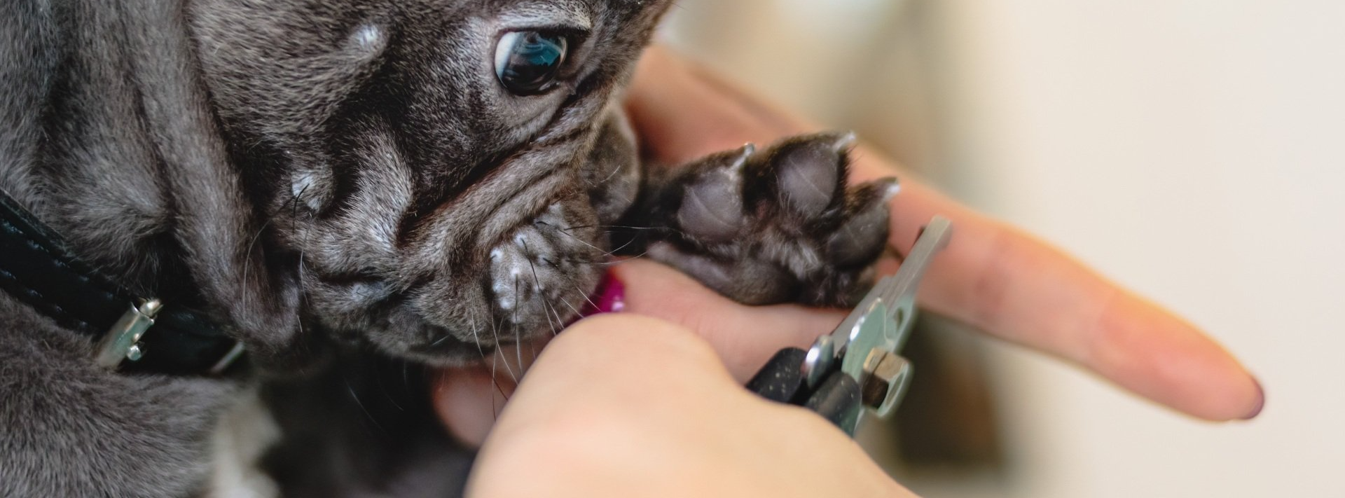Black small pug getting its nails trimmed