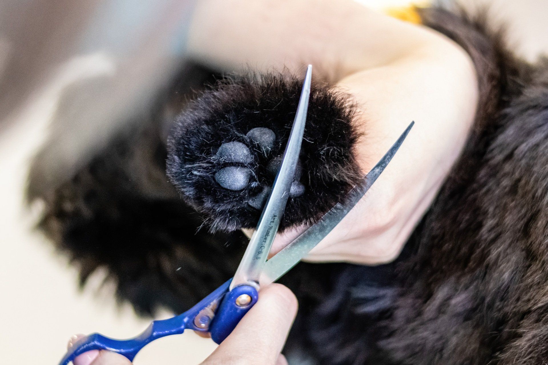 A dogs fur on its paw getting trimmed