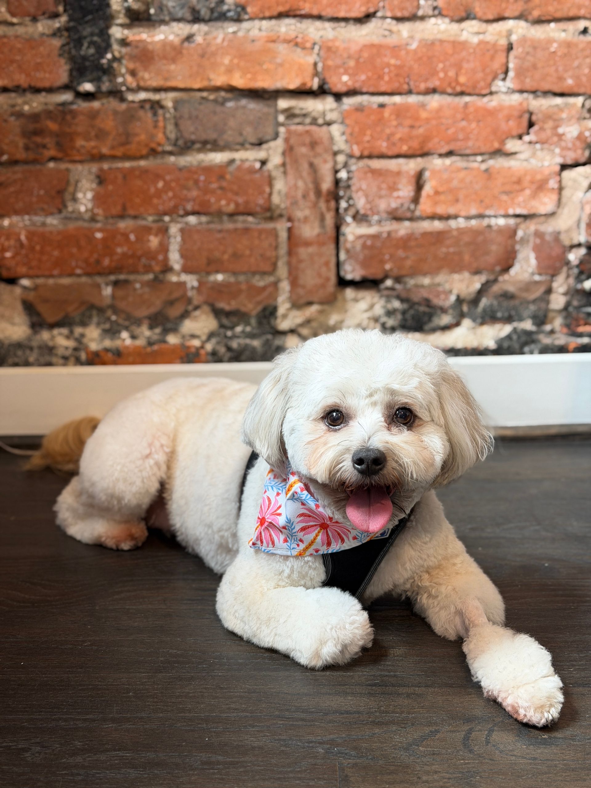 A dog resting comfortably in a pet-friendly apartment living space.