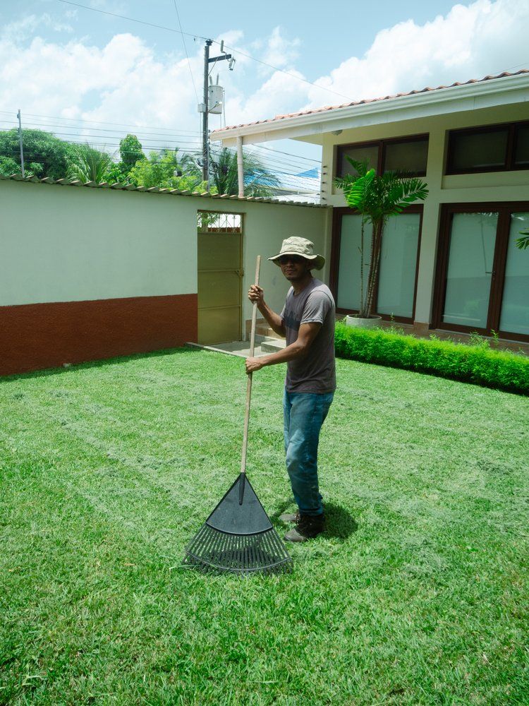 A man is raking a lush green lawn in front of a house.