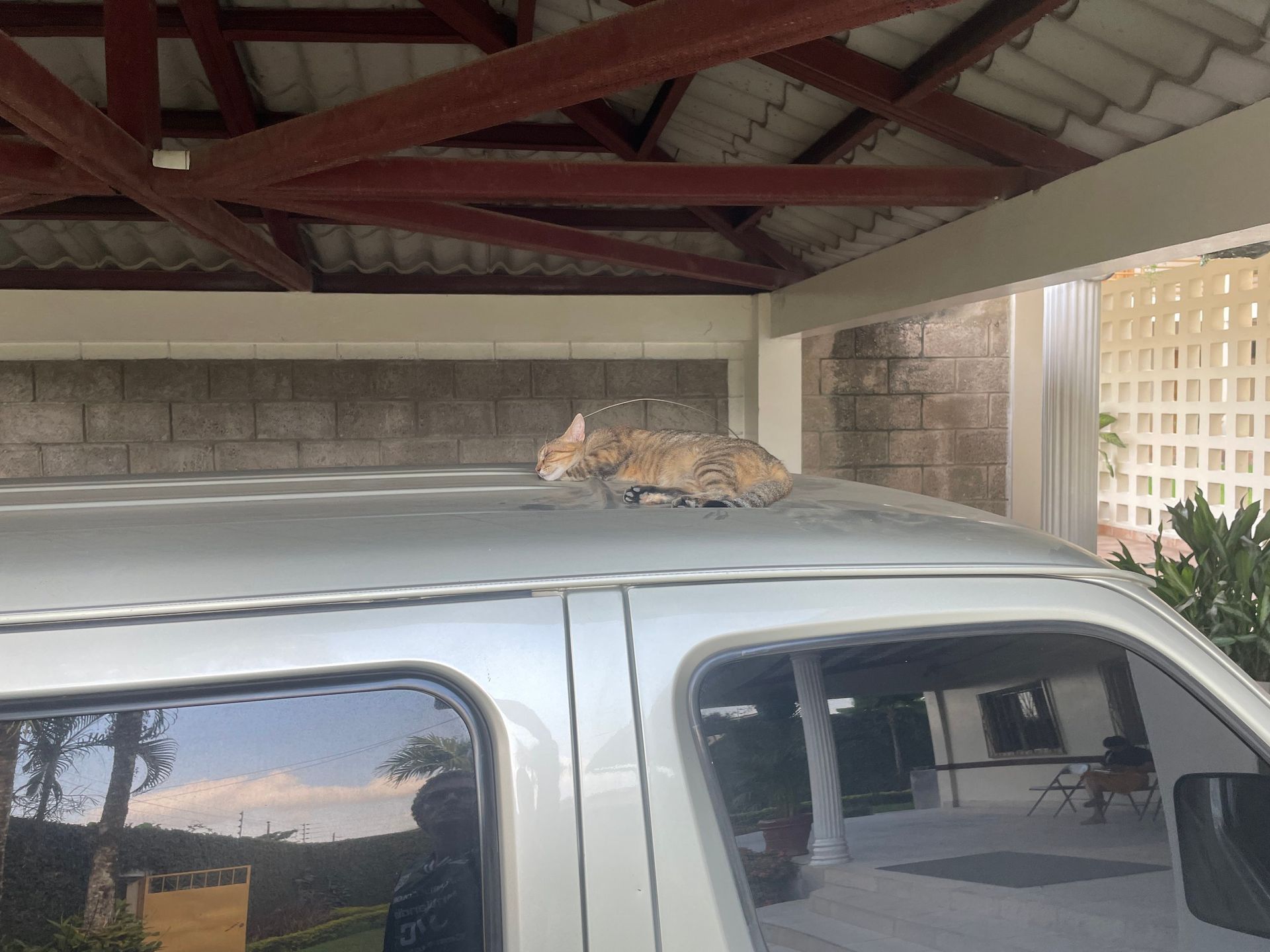 A cat is sitting on the roof of a van