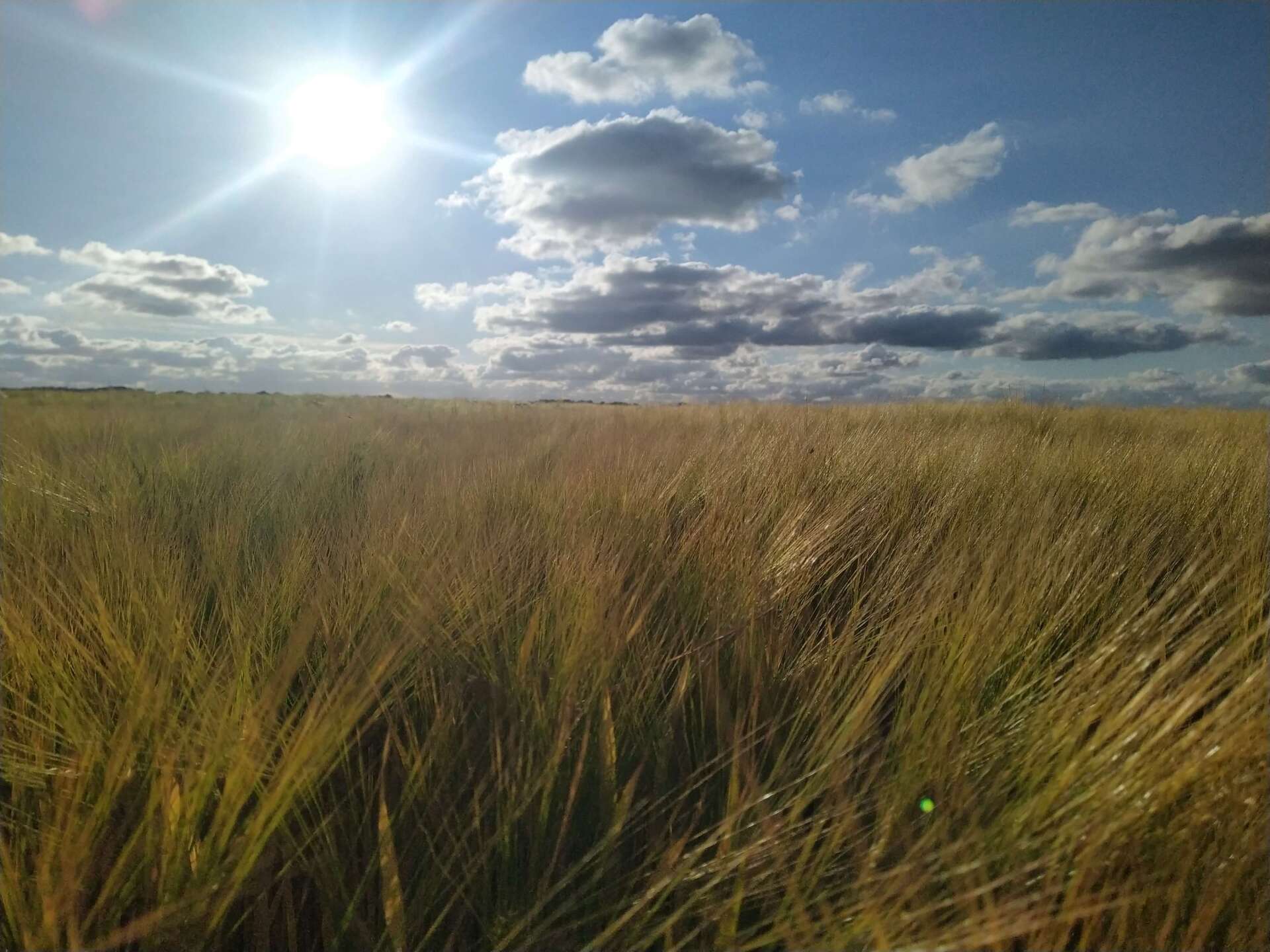 Cultuurgrond Noordoostpolder