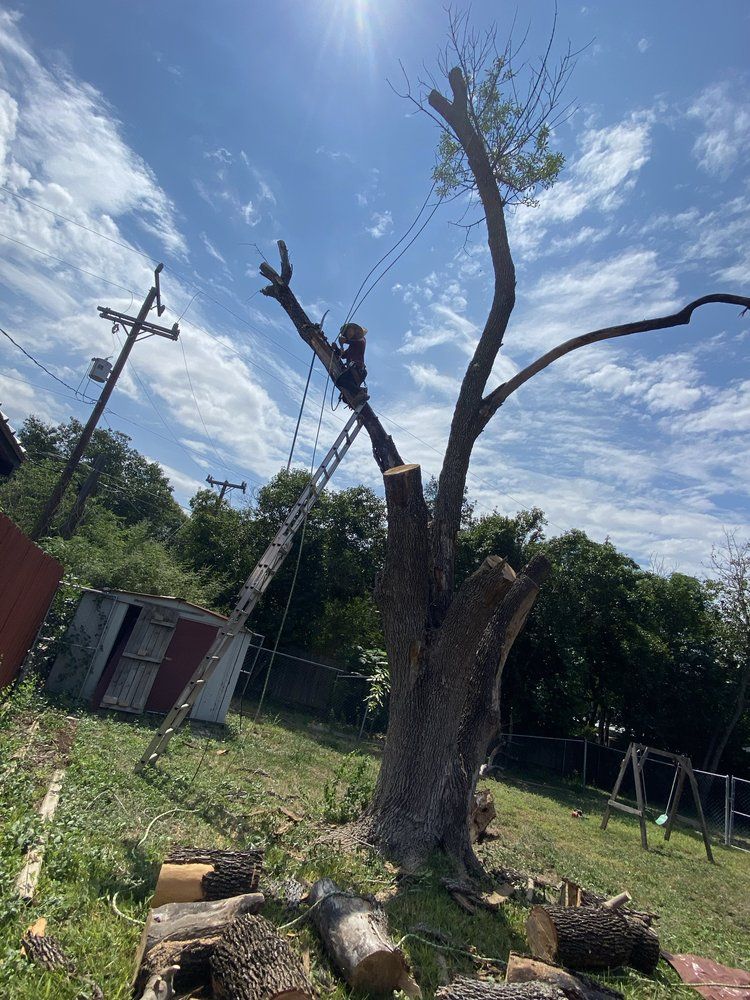 Leafless tree stump and branches in a grassy yard under a bright blue sky, with utility poles and a swing set nearby