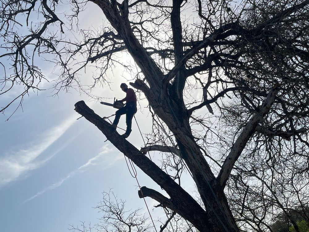 Person climbing a tree branch high above the ground against a bright sky