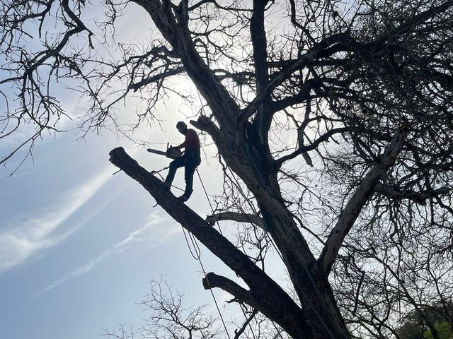 Person standing on a tree branch, working with ropes against a bright sky