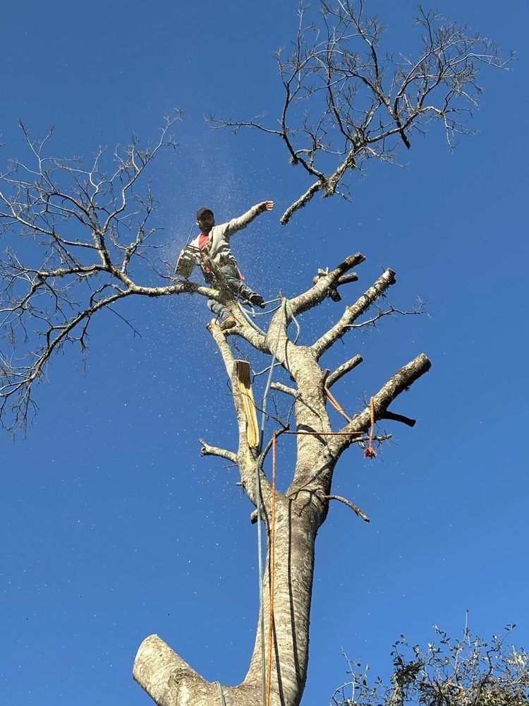 Person standing atop a tall, bare tree against a clear blue sky
