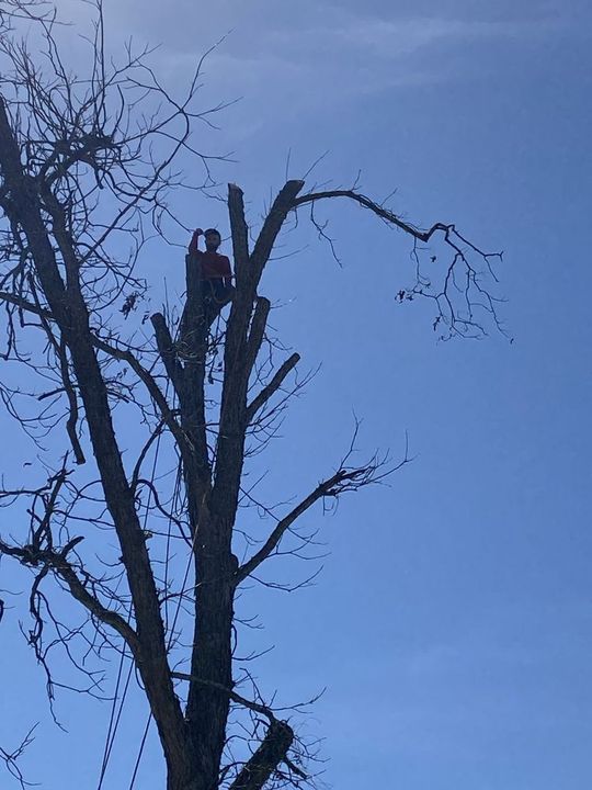 Person standing on a tall bare tree branch against a blue sky