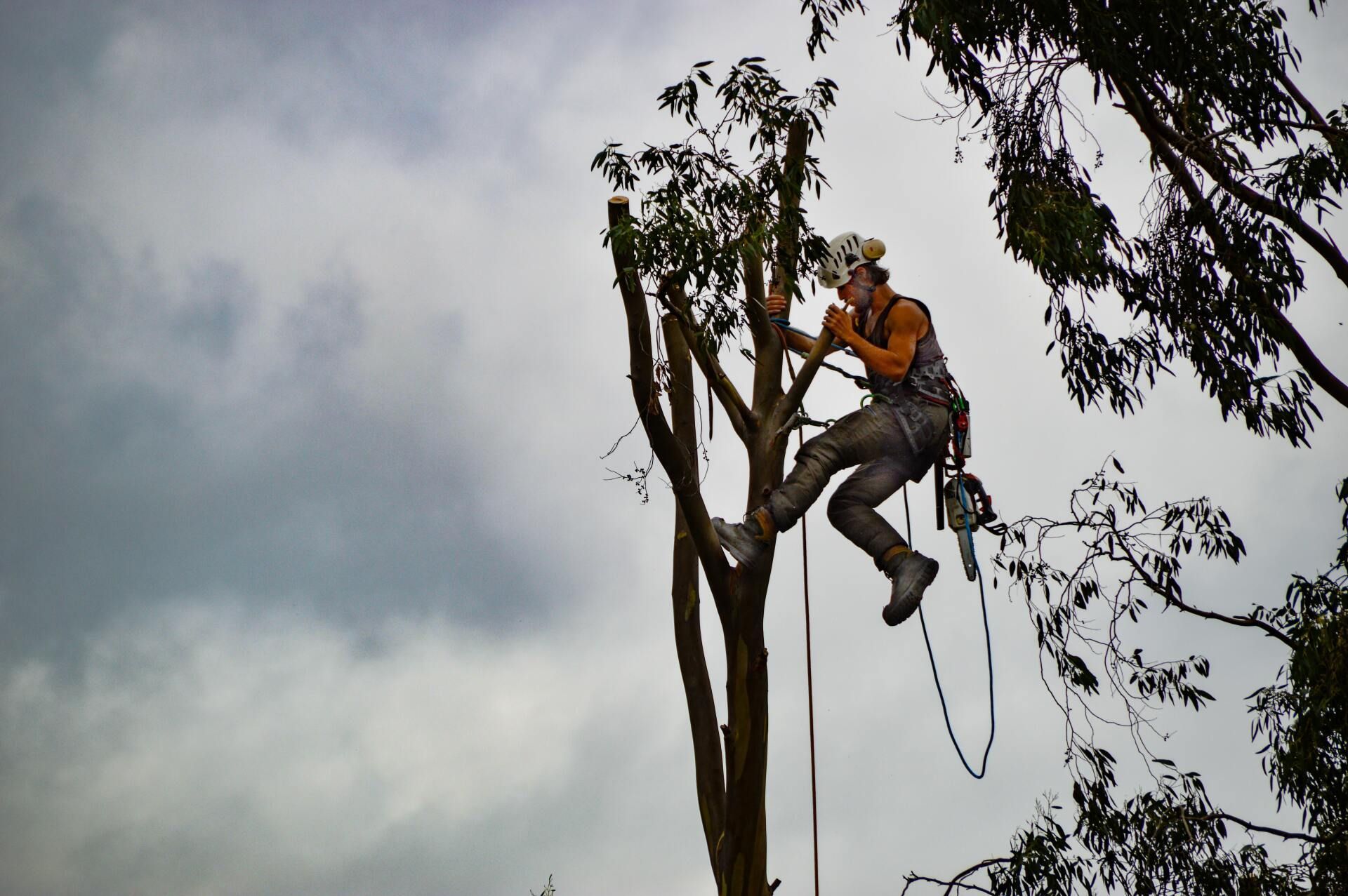 Arborist in orange helmet and safety gear climbing a tree against a cloudy sky