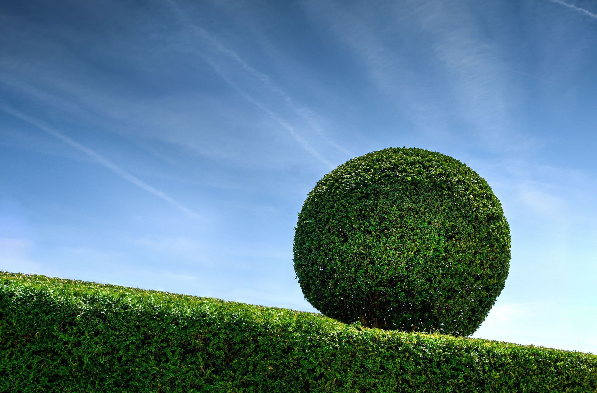 Round green topiary on a grassy slope under a blue sky