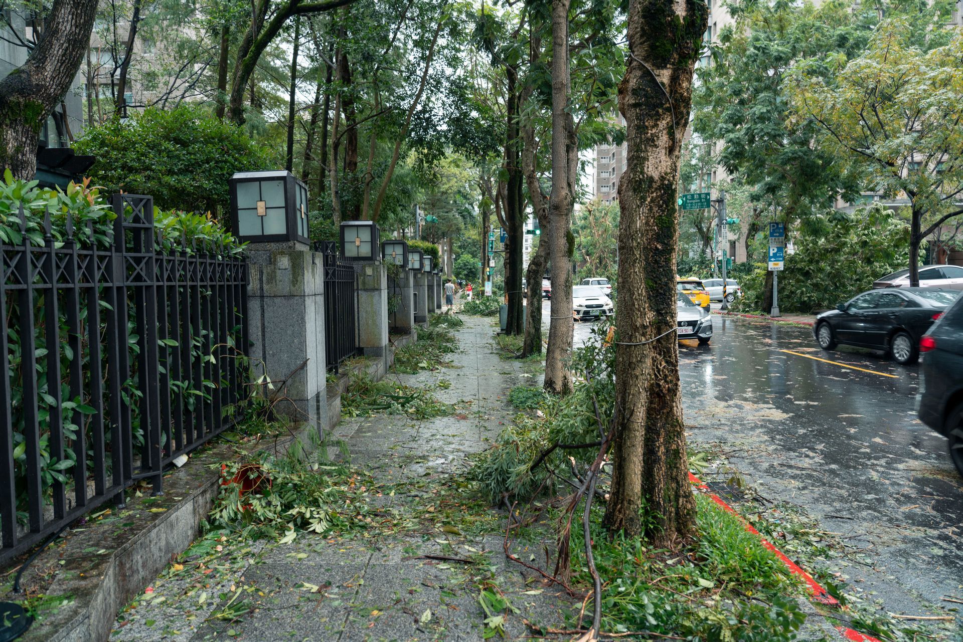 Tree-lined sidewalk with fallen leaves beside a black fence and parked cars after rain