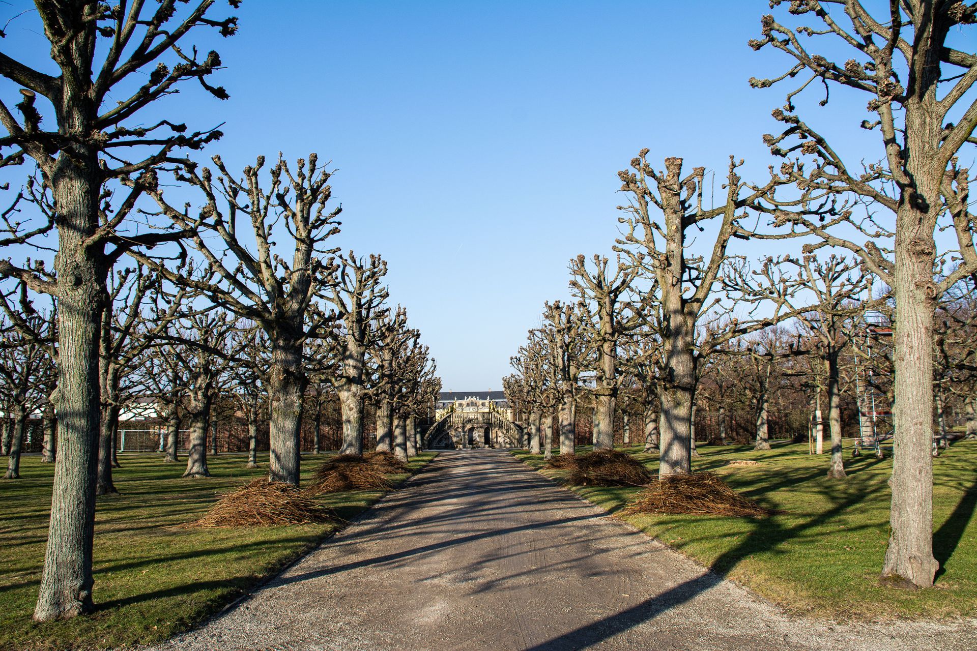 Tree-lined gravel path leading to a building under a clear blue sky