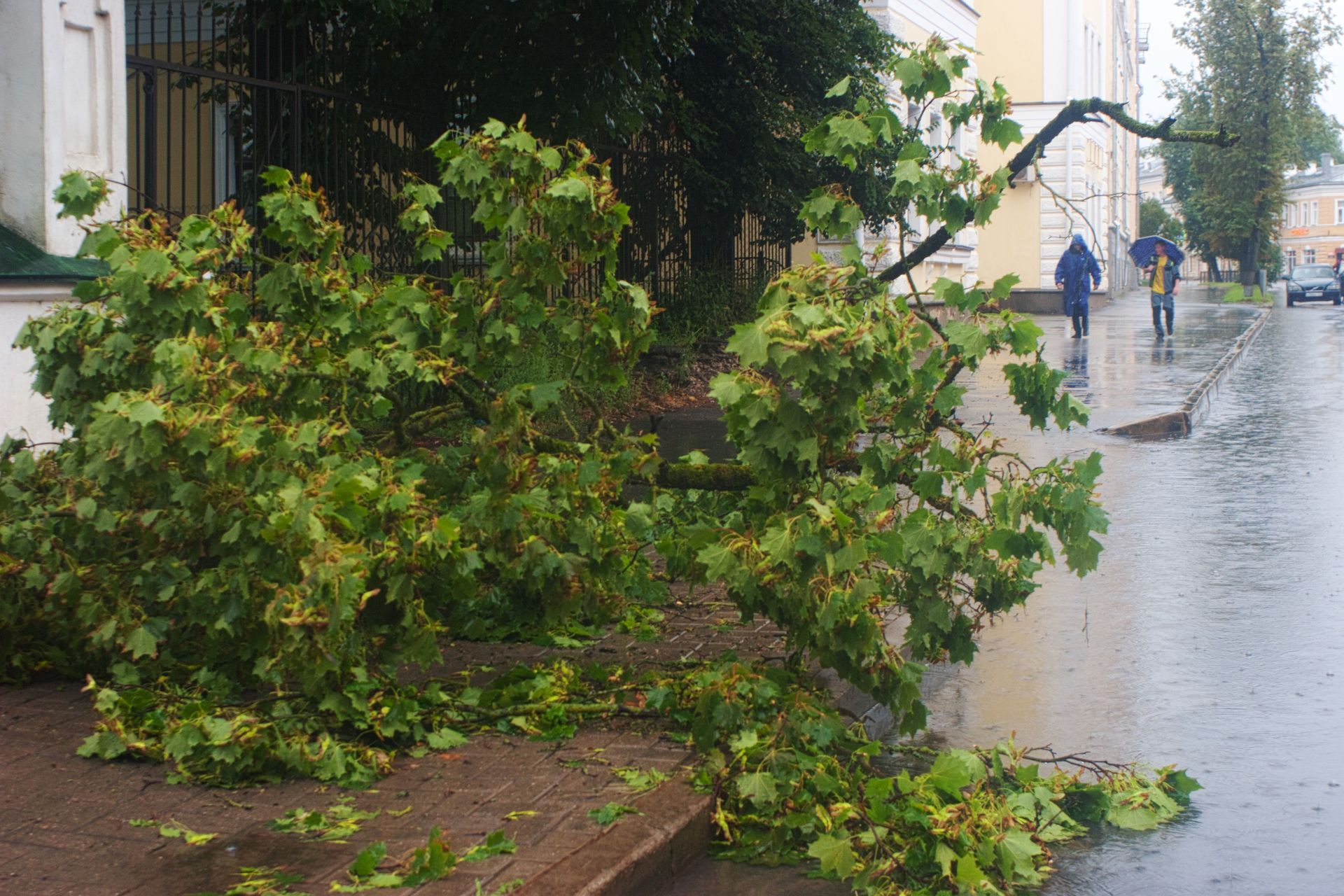 Fallen tree branch blocking a wet sidewalk on a rainy street, with a few people in the distance