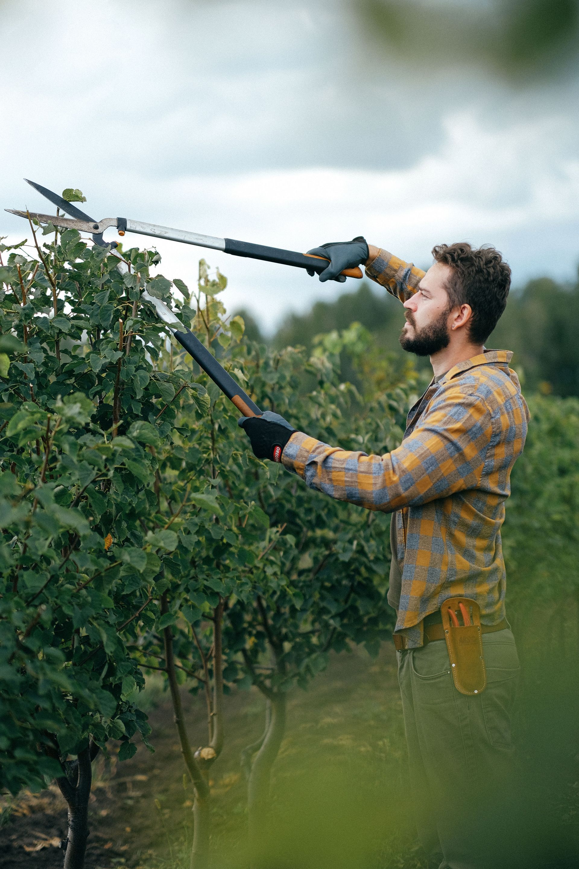 Man pruning grapevines with an electric trimmer in a vineyard under cloudy skies