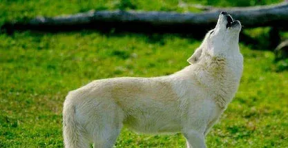 White wolf howling in a grassy field outdoors