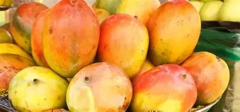 African bush mango