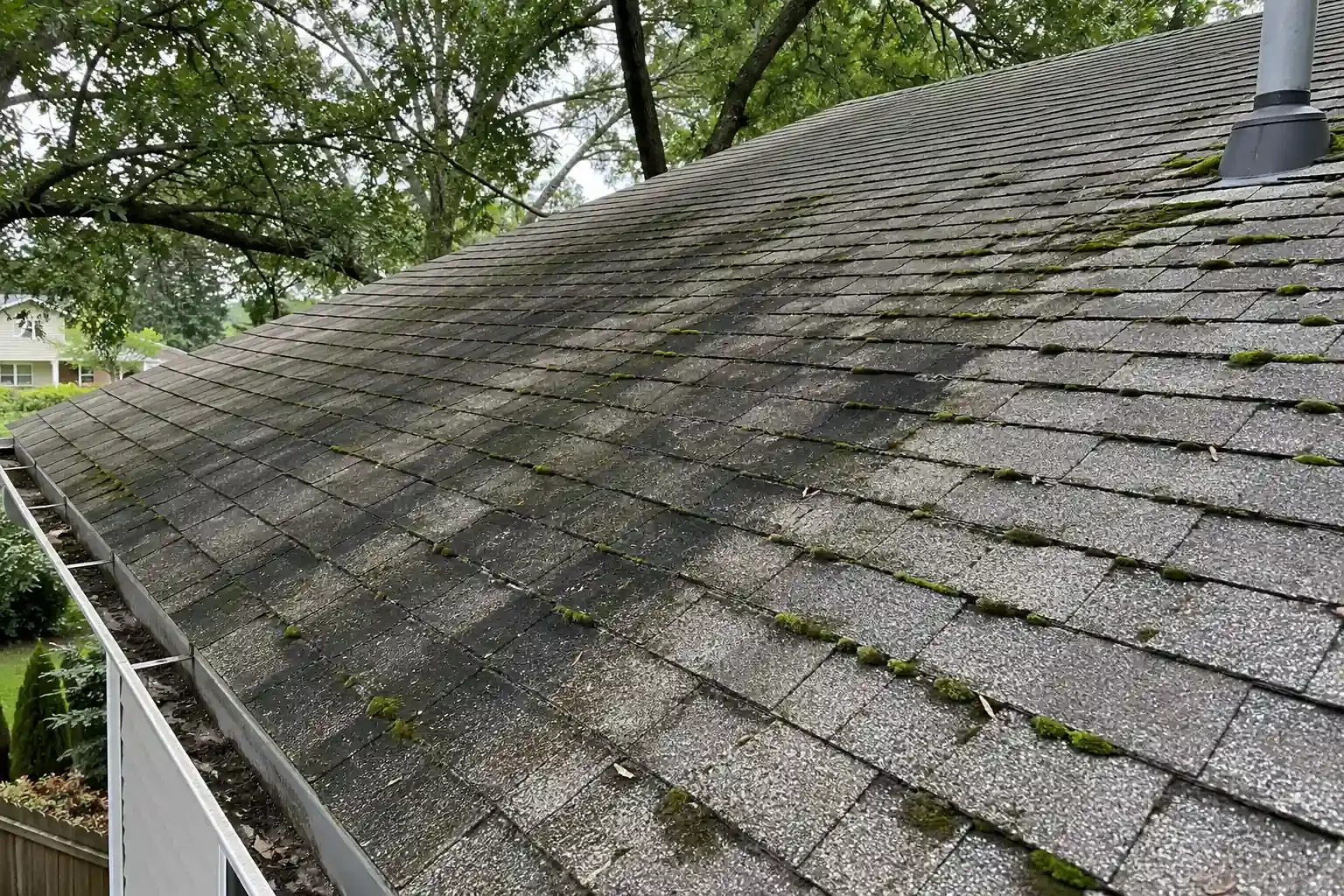 Dark algae streaks and green moss on a shaded asphalt shingle roof