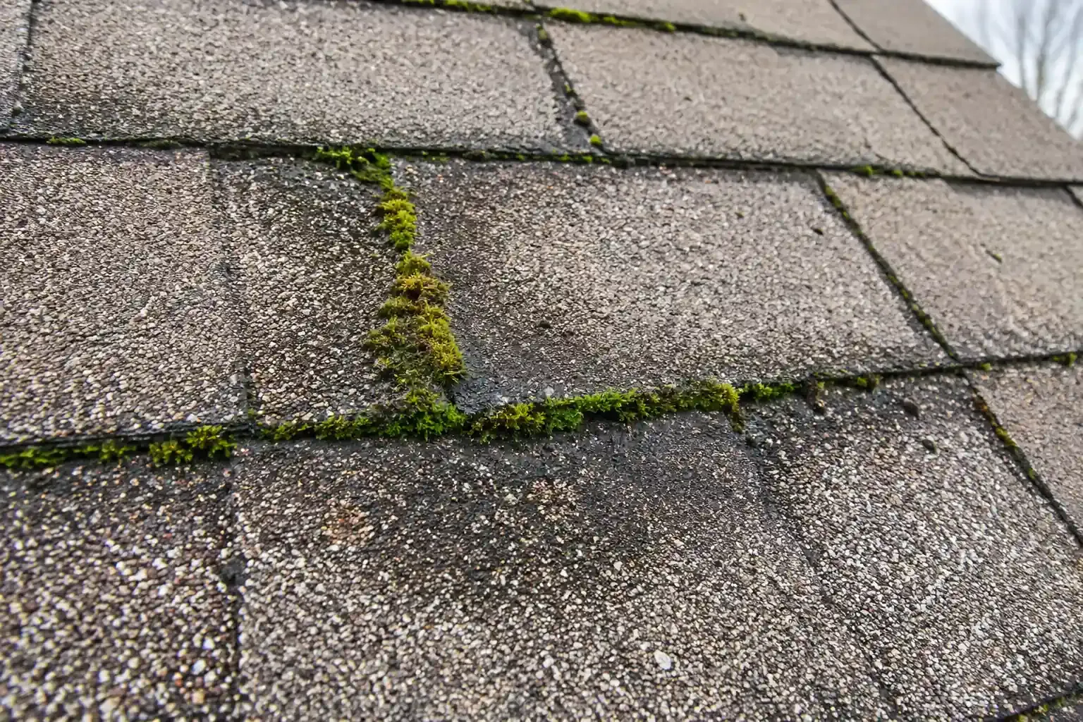 Moss and dark algae streaks on a shaded roof slope