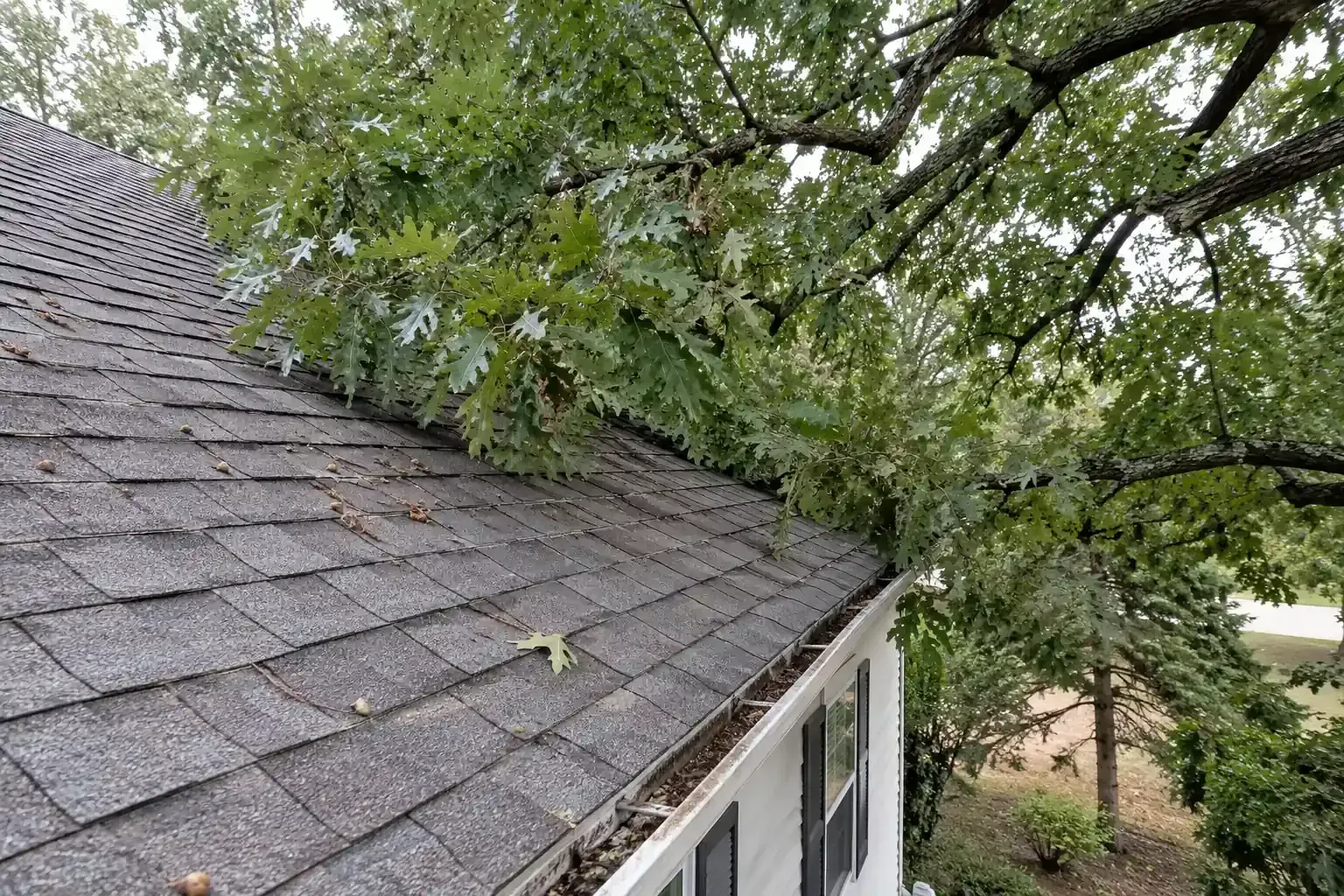 Tree limb touching an asphalt roof with worn granules underneath