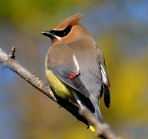 a small brown bird perched on a tree branch