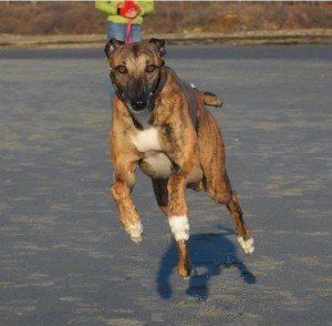 a dog on a leash is jumping in the air .