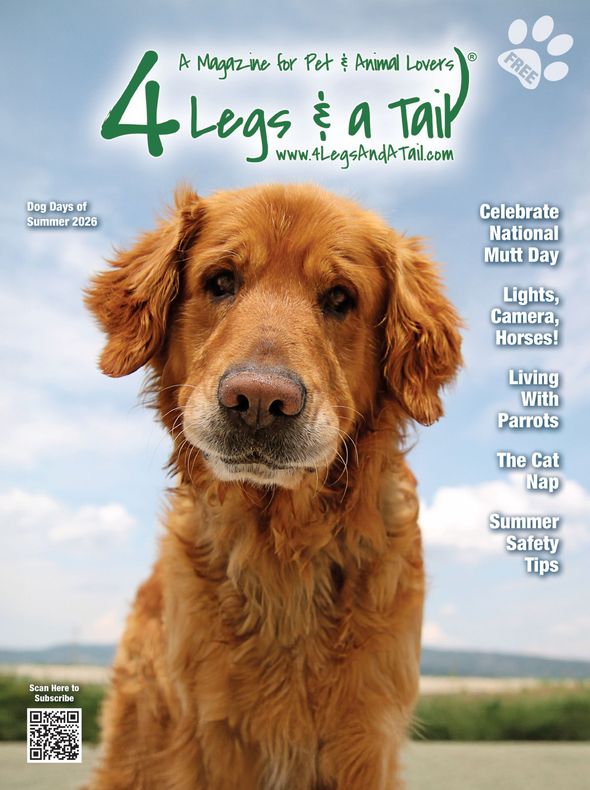 a brown and white dog is on the cover of a magazine called 4 legs & a tail