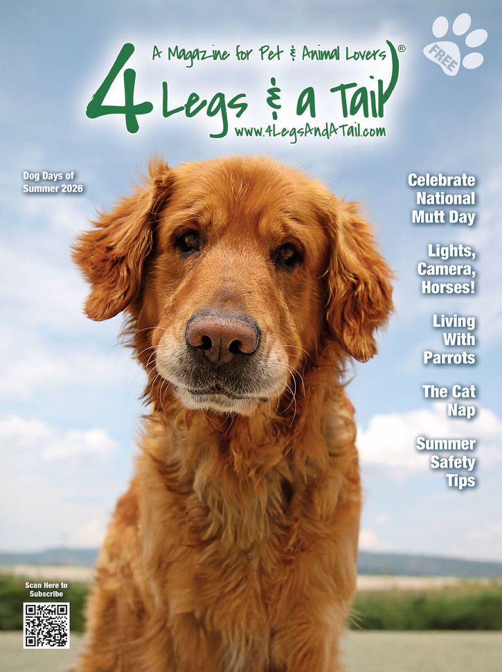 Golden retriever on a dog charity magazine cover with blue sky background and “4 Legs & a Tail” title.