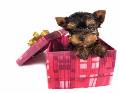 a small puppy is sitting in a pink gift box .