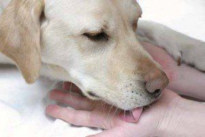 a dog is licking a person 's hand.