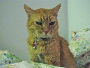 an orange cat wearing a red collar is sitting on a bed .
