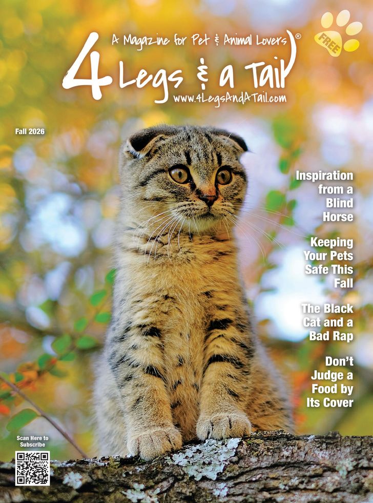 Golden retriever on a dog charity magazine cover with blue sky background and “4 Legs & a Tail” title.