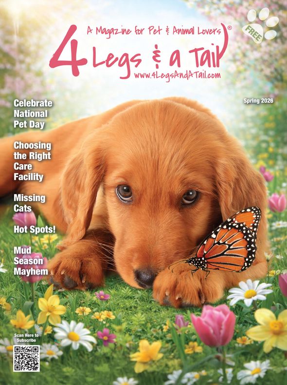 a brown and white dog is on the cover of a magazine called 4 legs & a tail