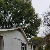 Low-angle view of a house exterior with white siding, dark shingles, and a large tree looming over the roofline.