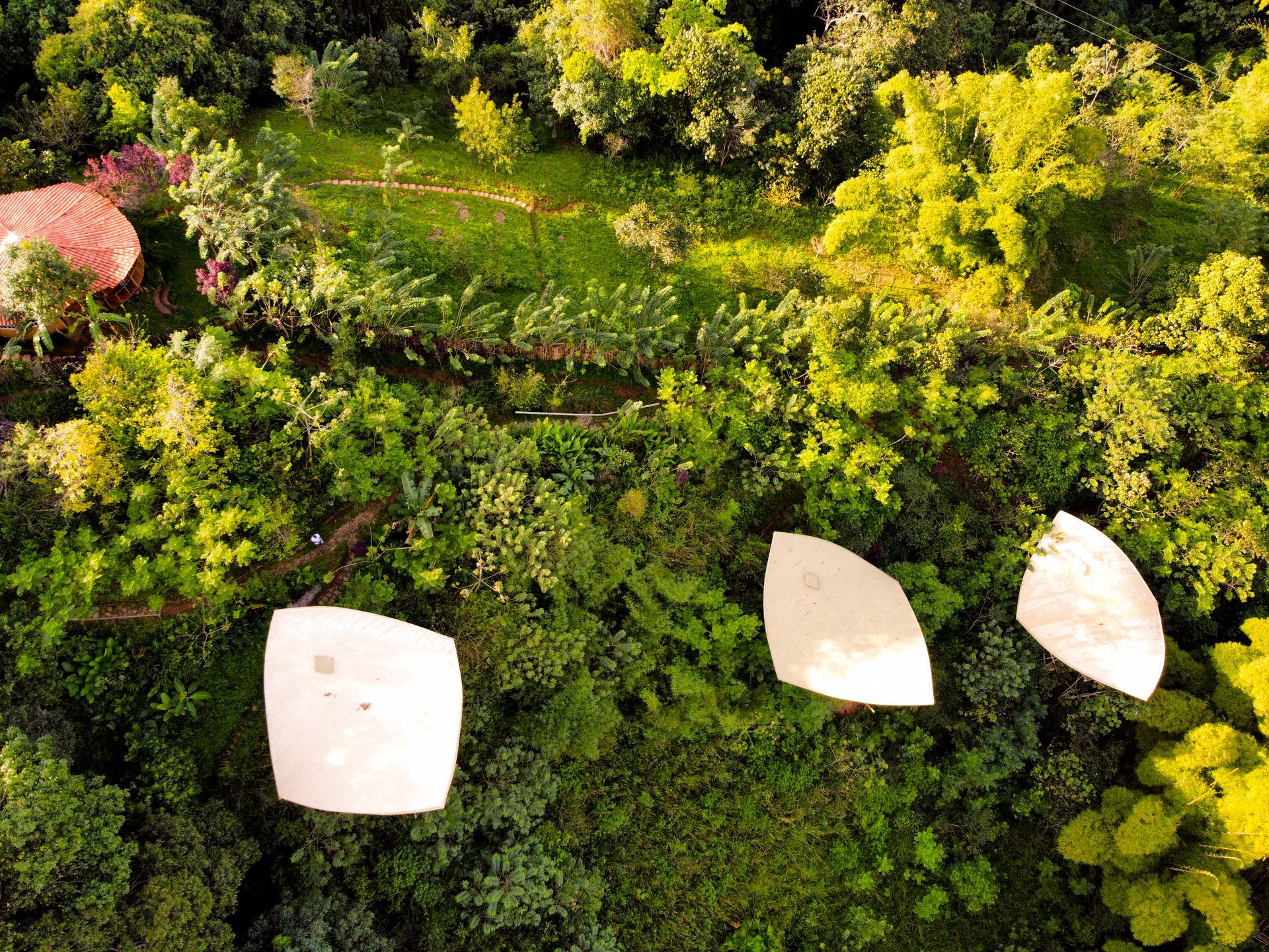 An aerial view of a lush green forest with white tents in the middle.
