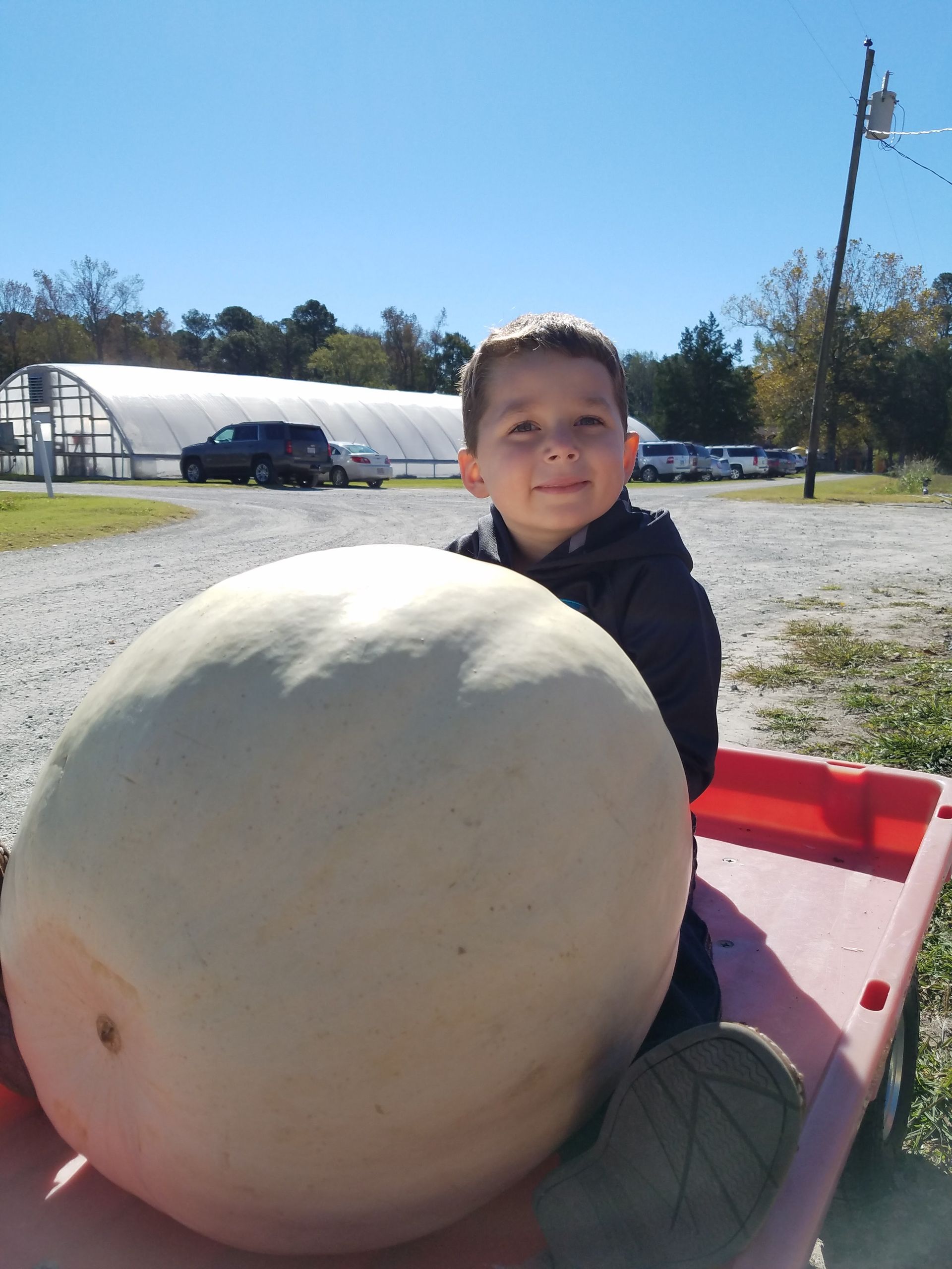 Pumpkins