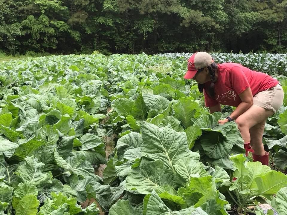 Fall Collards
