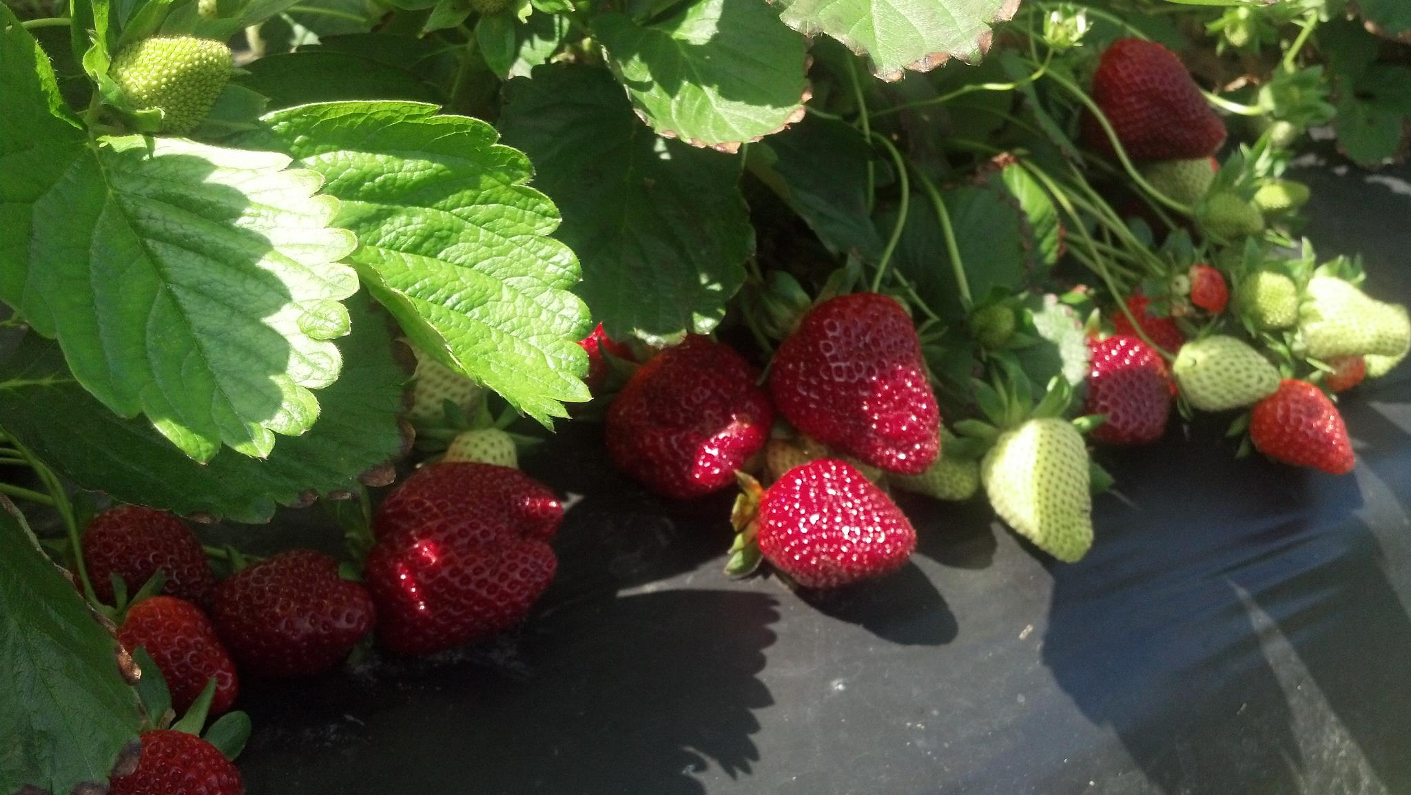 Pick Your Own