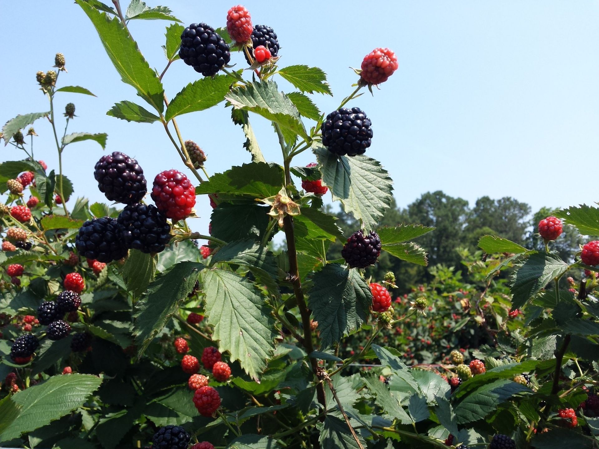 Blackberries