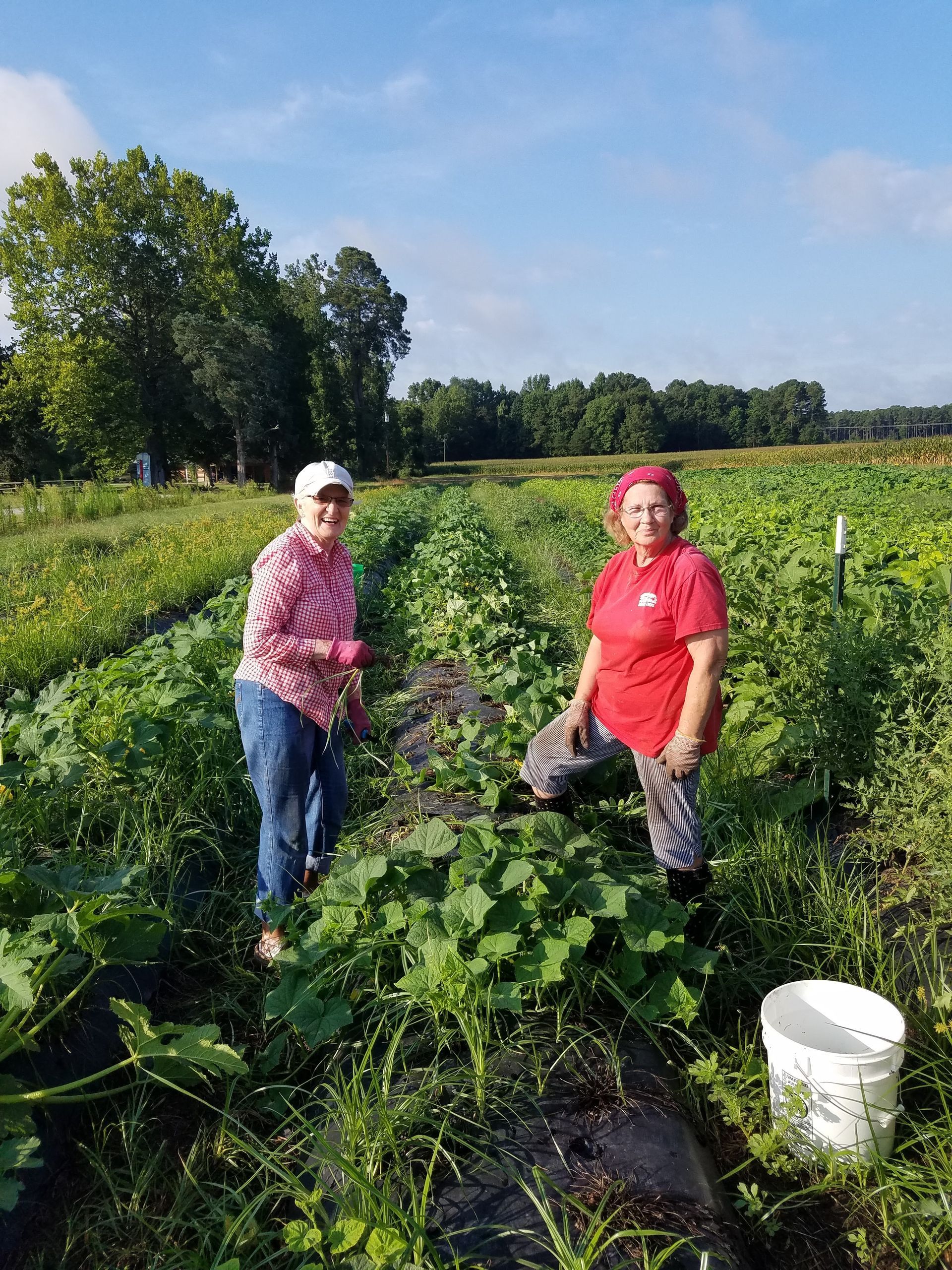 Picking Peas