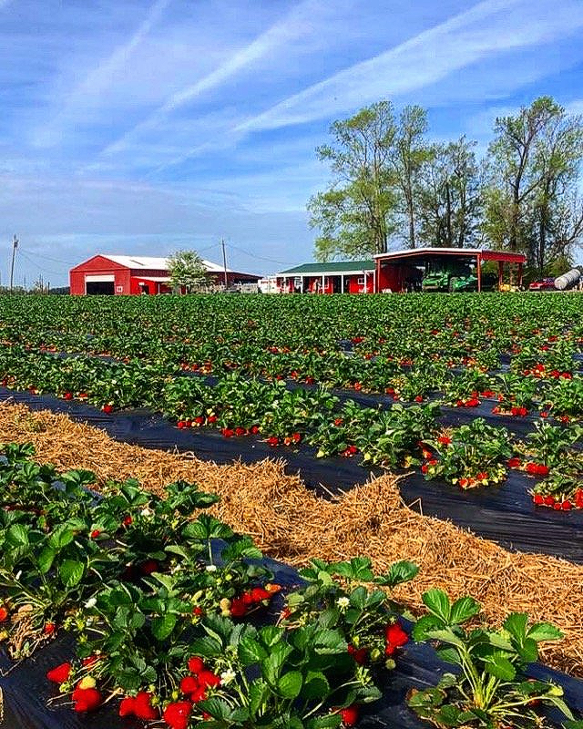 Strawberry Pick Your Own Field