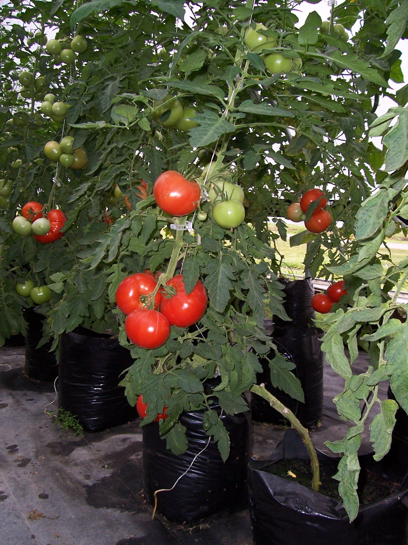 Tomatoes