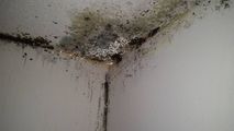 Mold and water damage in a corner where the ceiling meets two white walls