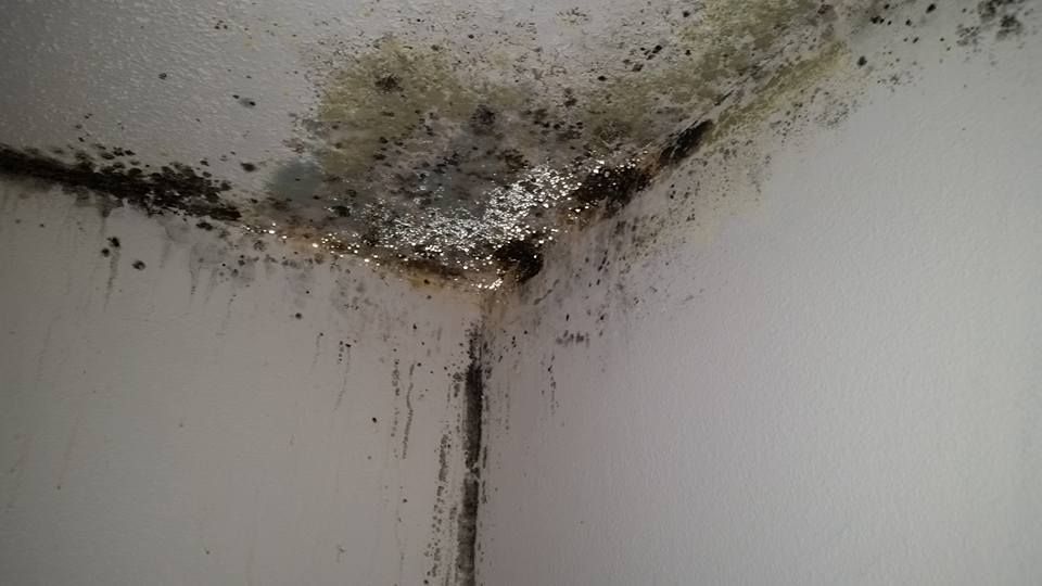 Mold and water damage in a corner where the ceiling meets two white walls