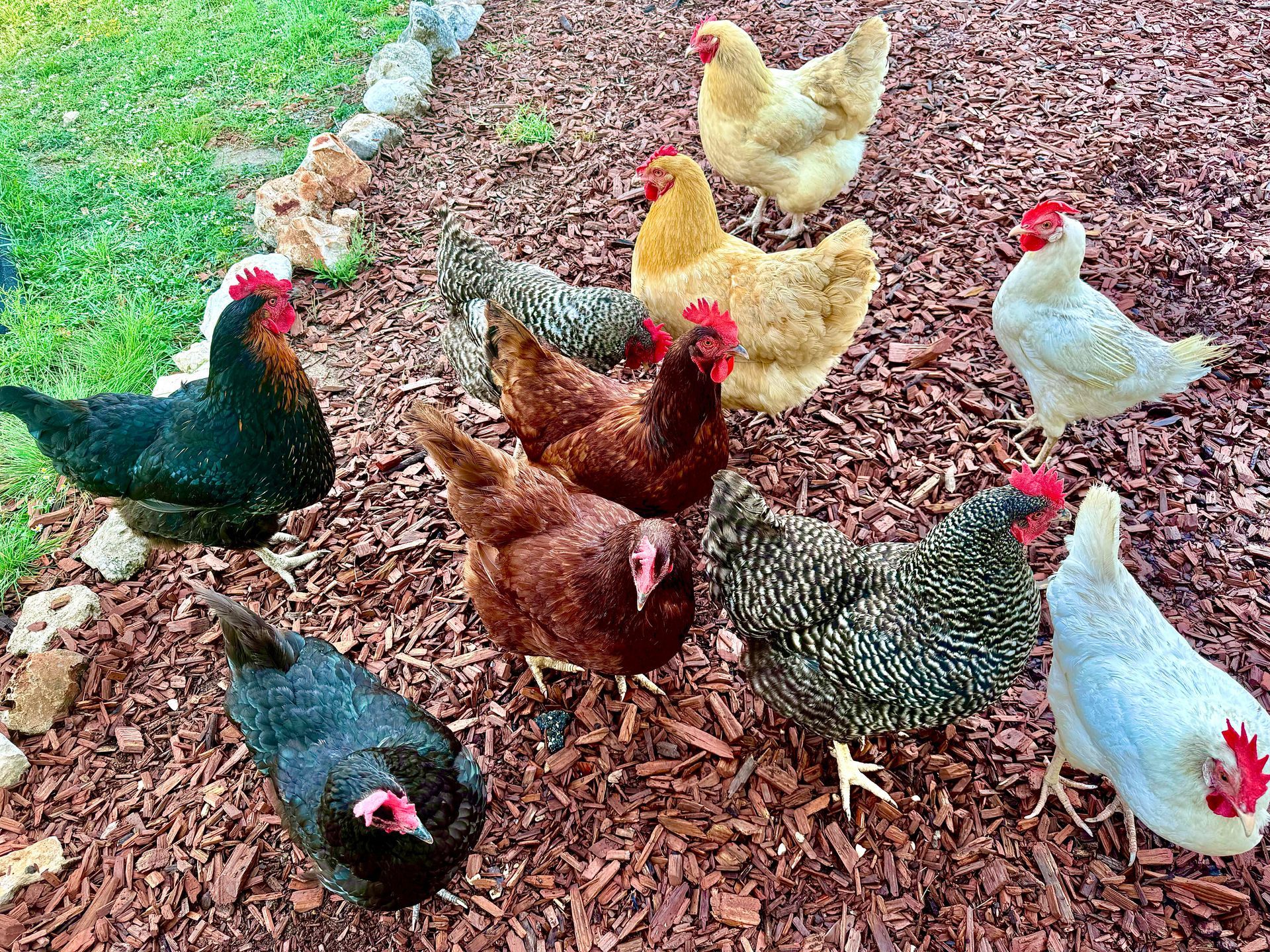 A flock of chickens of various colors pecking and standing on wood chips beside grass.