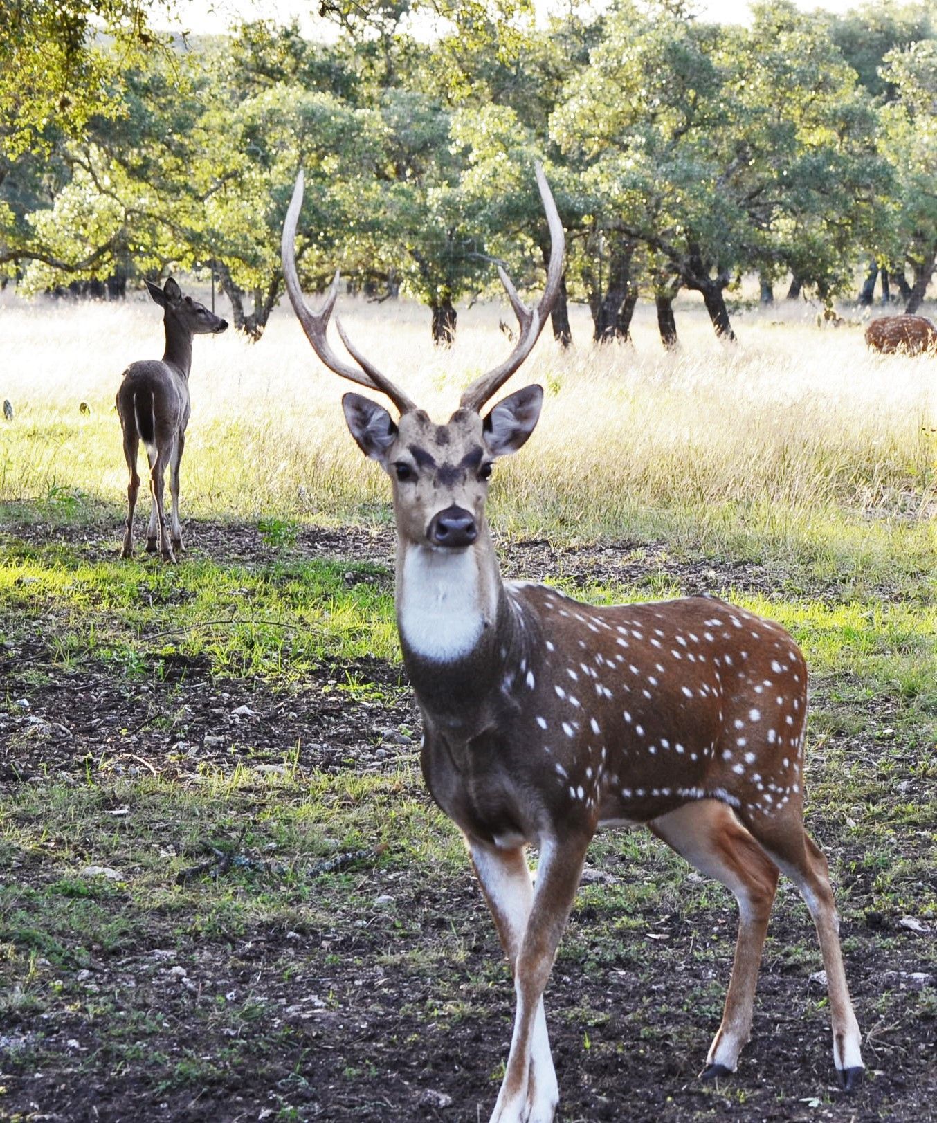 Two spotted deer in a sunlit woodland clearing, one facing the camera with antlers.