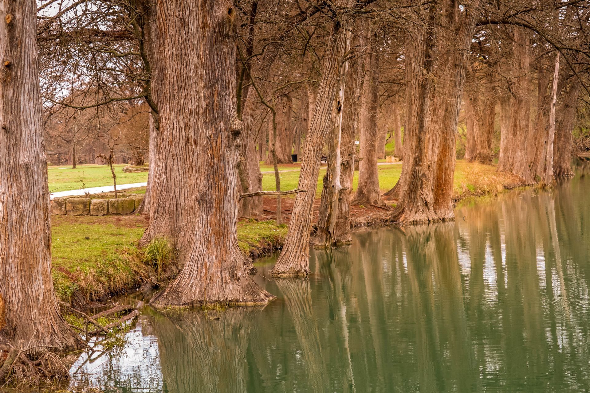 Trees lining a calm riverbank with still green water and a grassy shore nearby