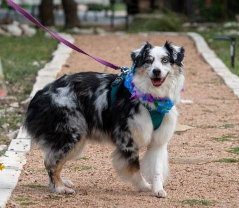 Black-and-white dog on a leash wearing a colorful bandana on a garden path, looking back at the camera