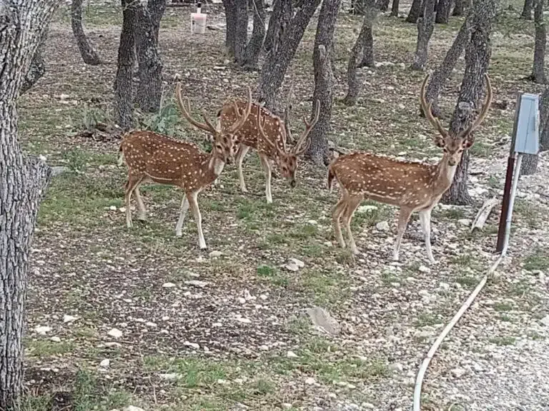 Three spotted deer grazing in a wooded area near a hose and signpost.