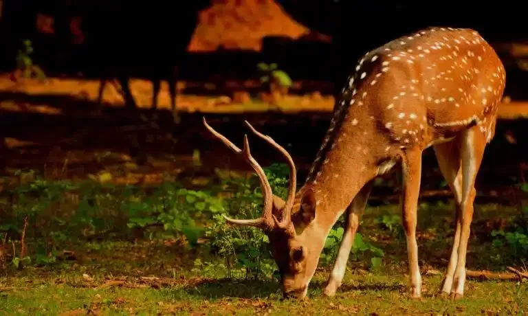 Spotted deer grazing on grass at night in a dimly lit forest setting